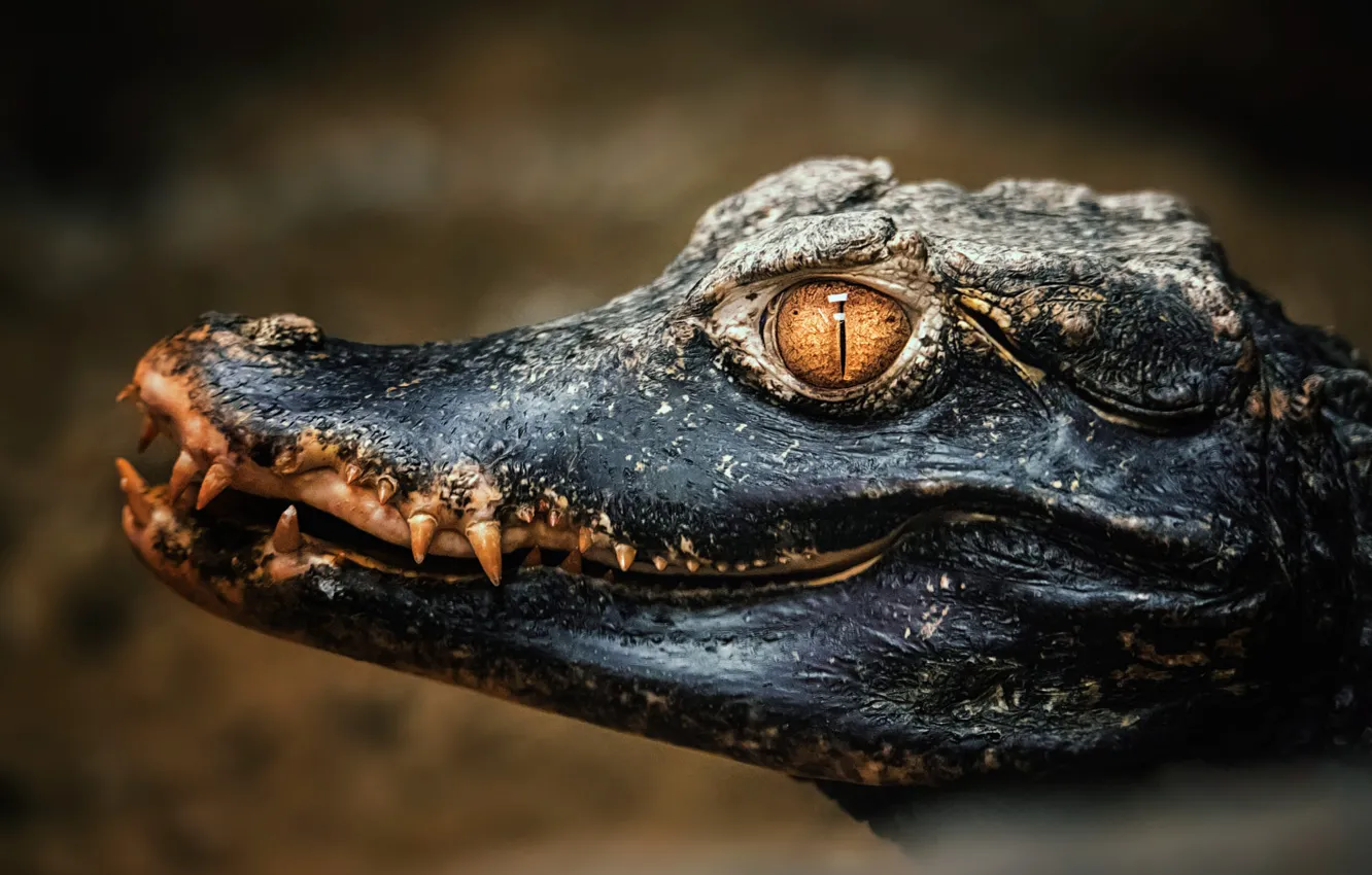 Photo wallpaper eyes, look, face, the dark background, crocodile, alligator, reptile