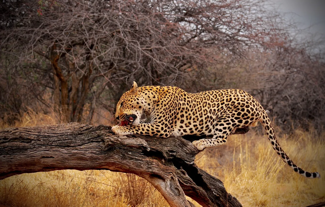 Photo wallpaper branches, nature, pose, tree, leopard, snag, mining, meal
