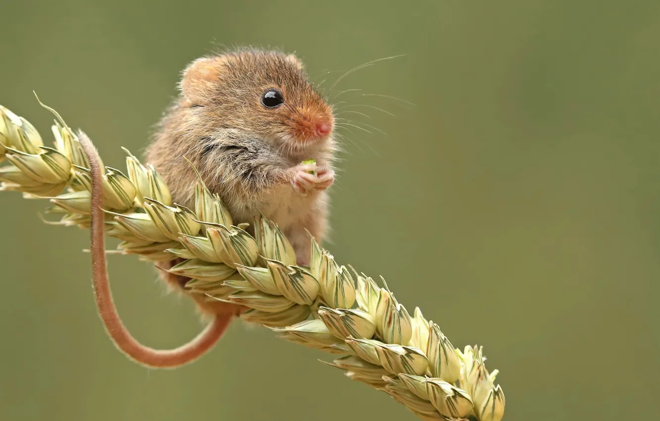Photo wallpaper nature, grain, mouse, The mouse is tiny