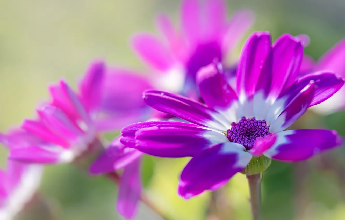 Photo wallpaper macro, petals, bokeh, Osteospermum
