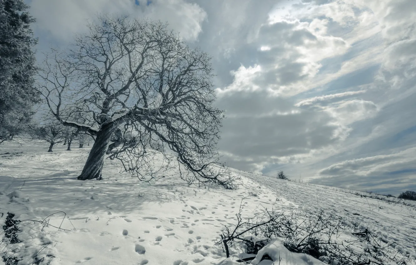 Photo wallpaper winter, field, snow, landscape, tree