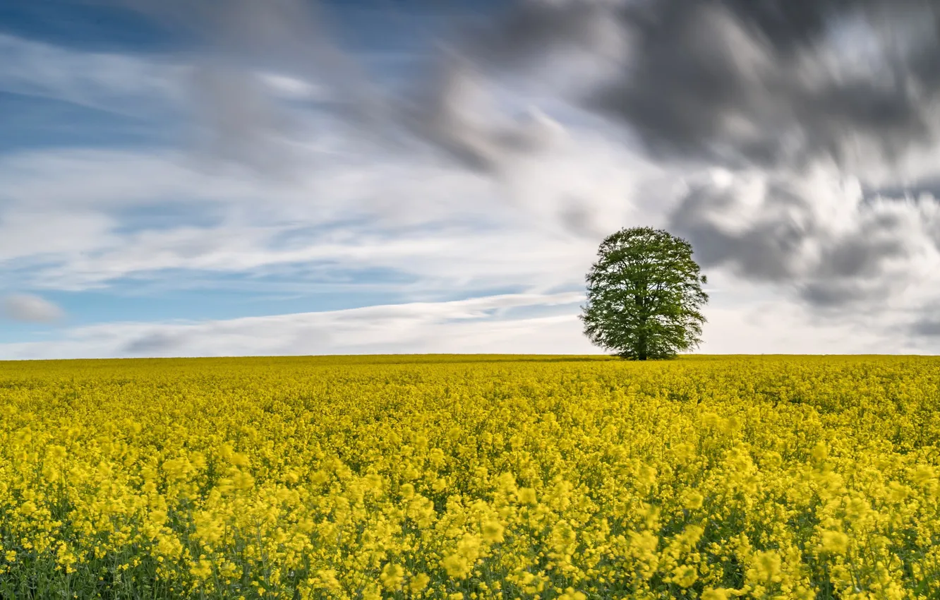 Photo wallpaper field, the sky, the sun, clouds, trees, flowers, yellow, horizon
