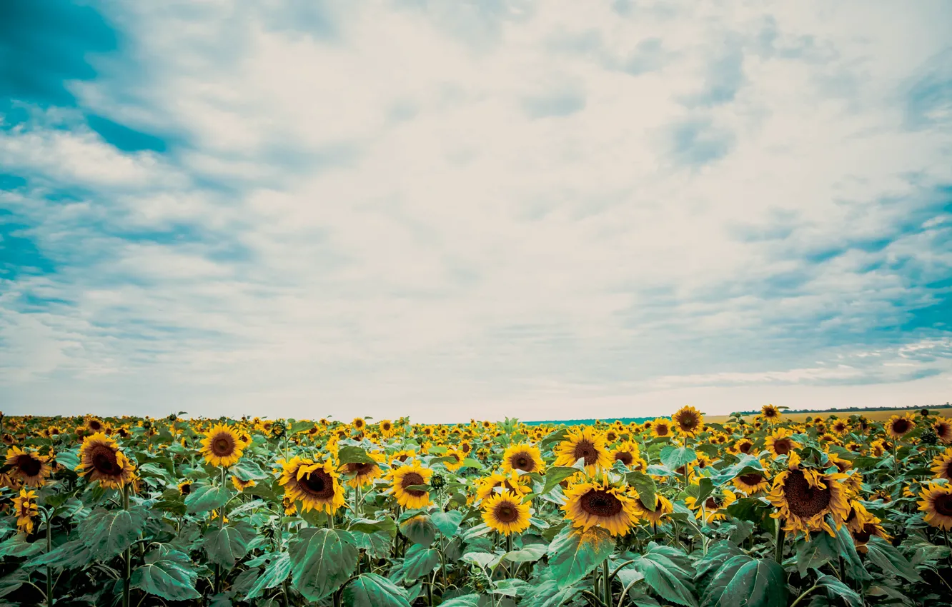 Photo wallpaper autumn, summer, sunflowers, sunset, nature, beauty, the evening, August