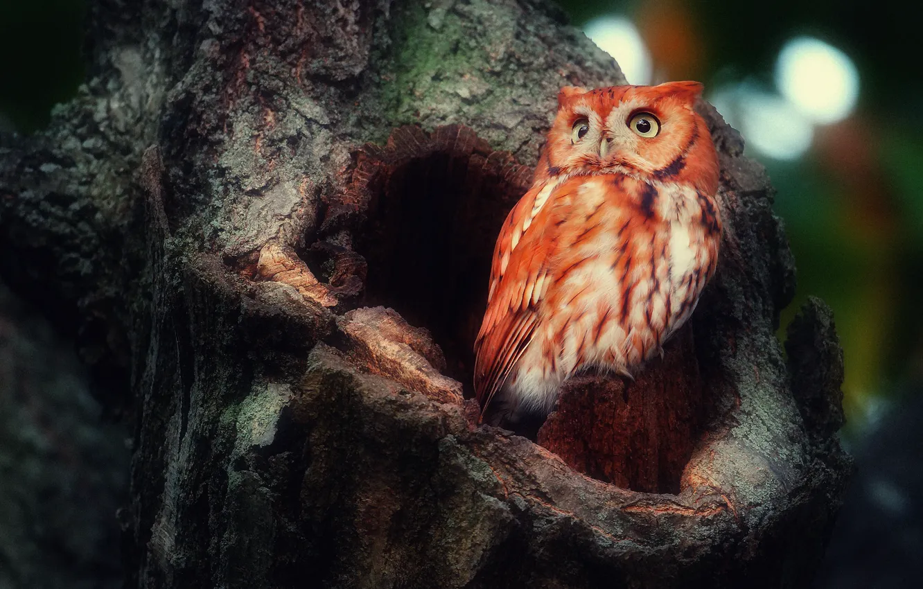 Photo wallpaper forest, tree, owl, bird, the hollow, sowing red