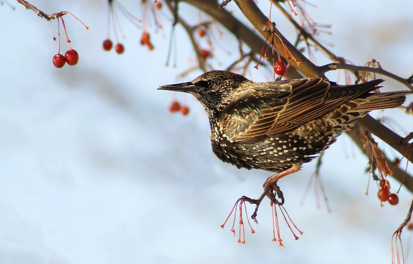 Photo wallpaper the sky, branches, berries, bird, fruit, Kalina, Starling