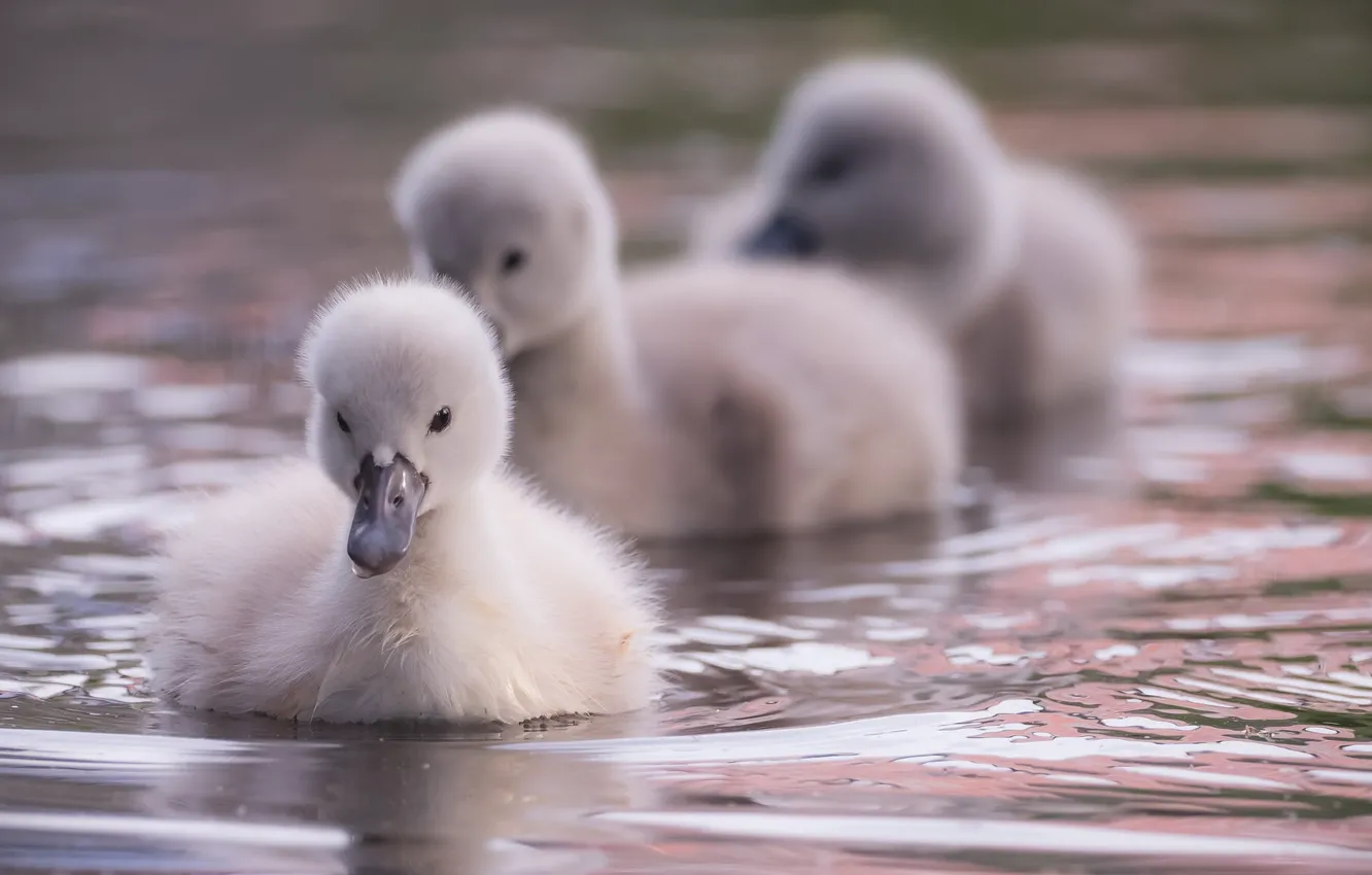 Photo wallpaper nature, bird, duck