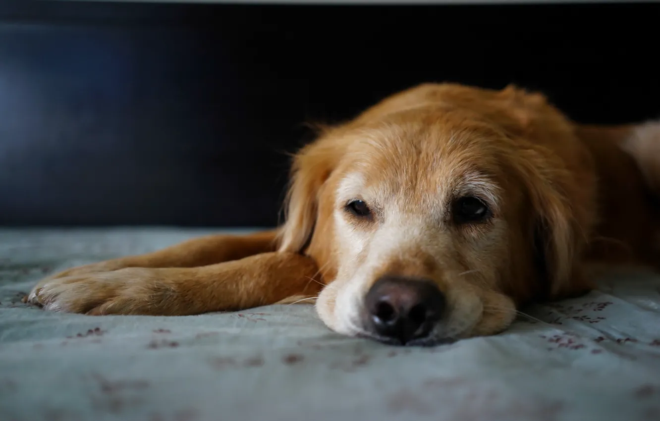 Photo wallpaper look, each, dog