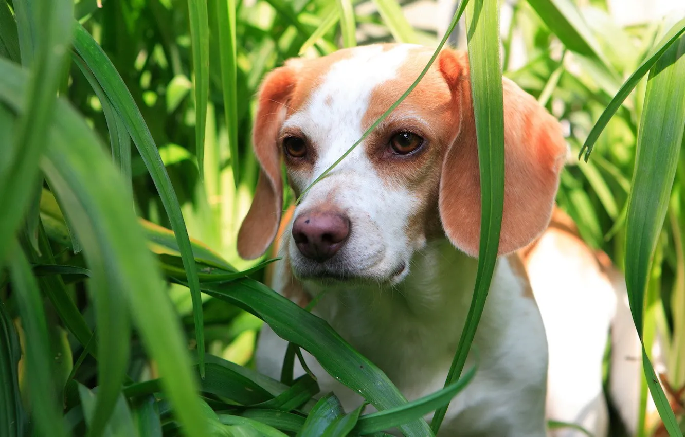 Photo wallpaper green, Grass, puppy