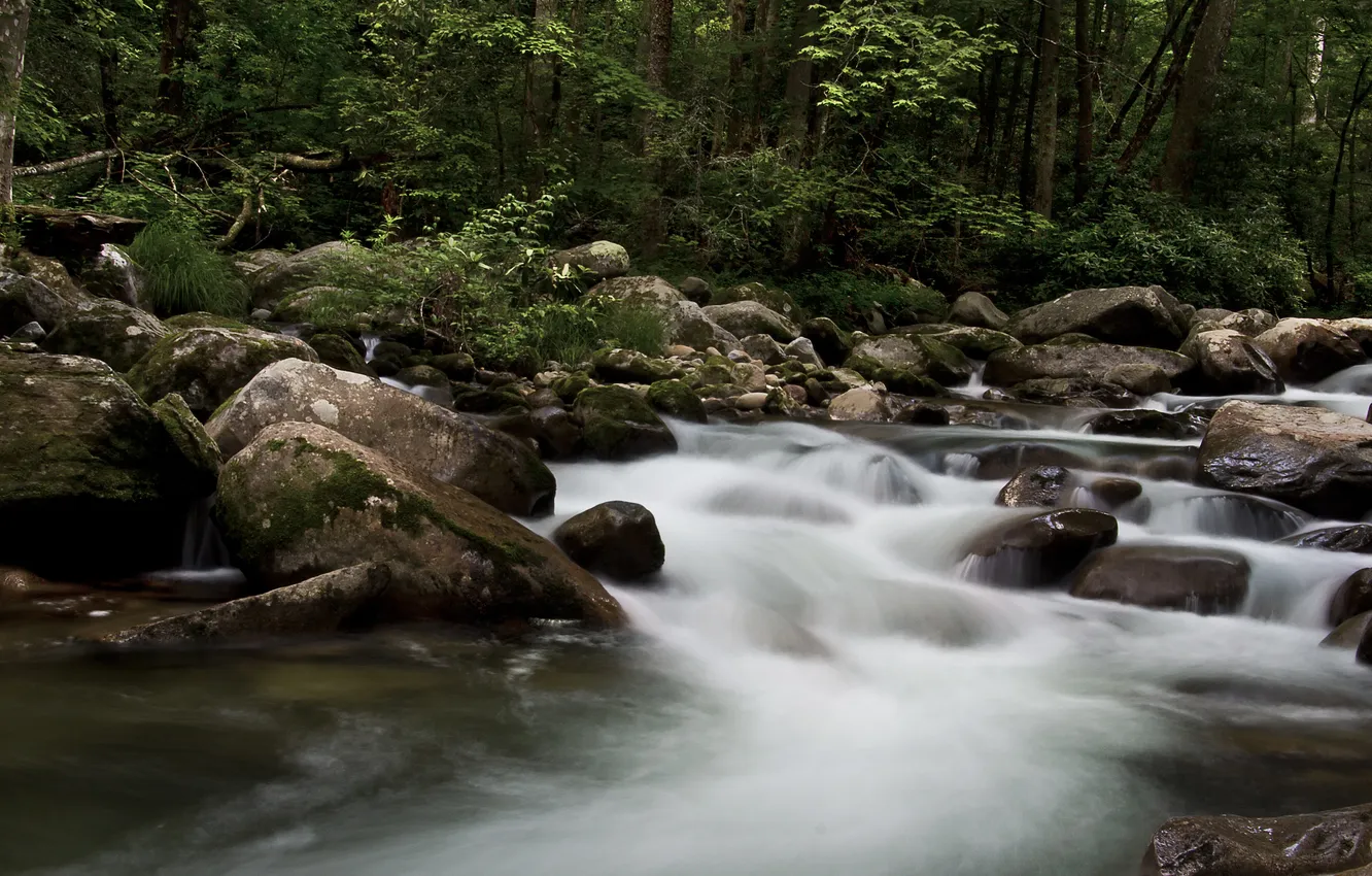 Photo wallpaper water, trees, stones, shore, foliage, moss, stream, river