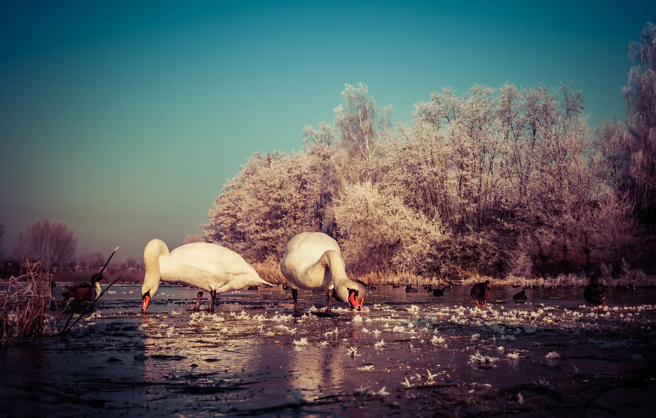 Photo wallpaper winter, the sky, trees, lake, duck, swans, frozen