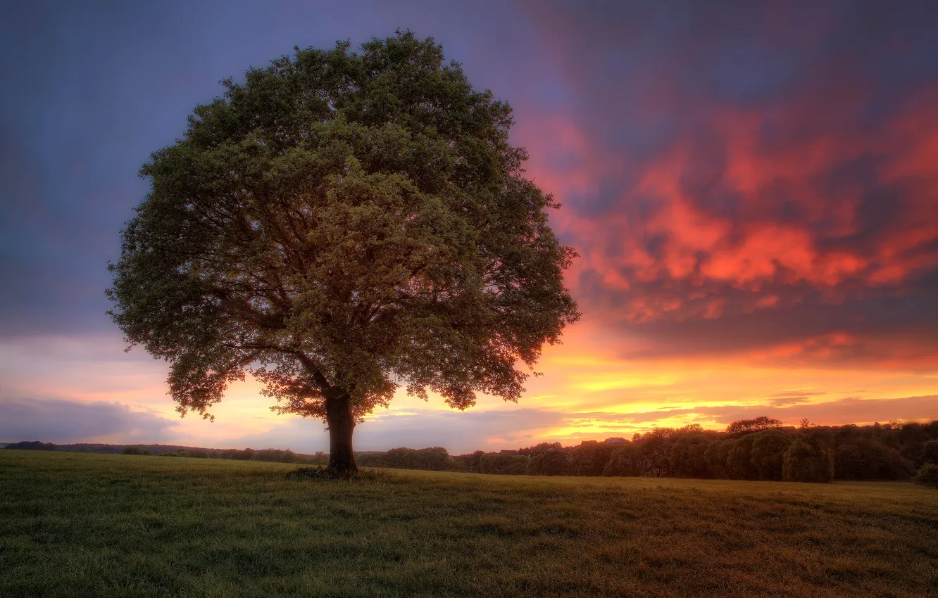 Photo wallpaper field, trees, sunset