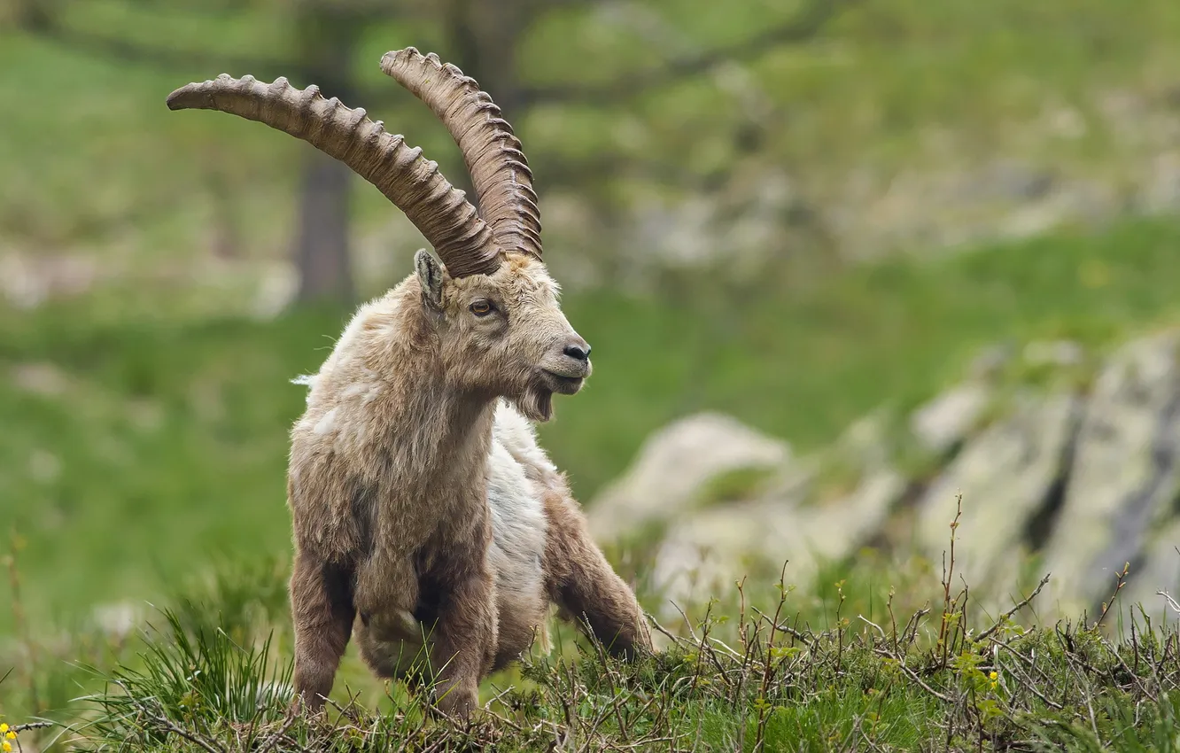 Photo wallpaper summer, nature, Ibex of the Alps