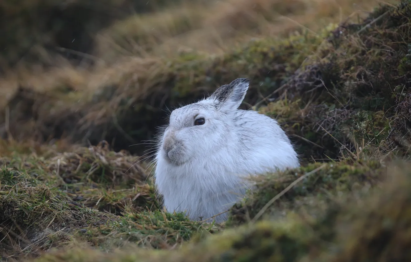 Photo wallpaper grass, nature, hare, blur
