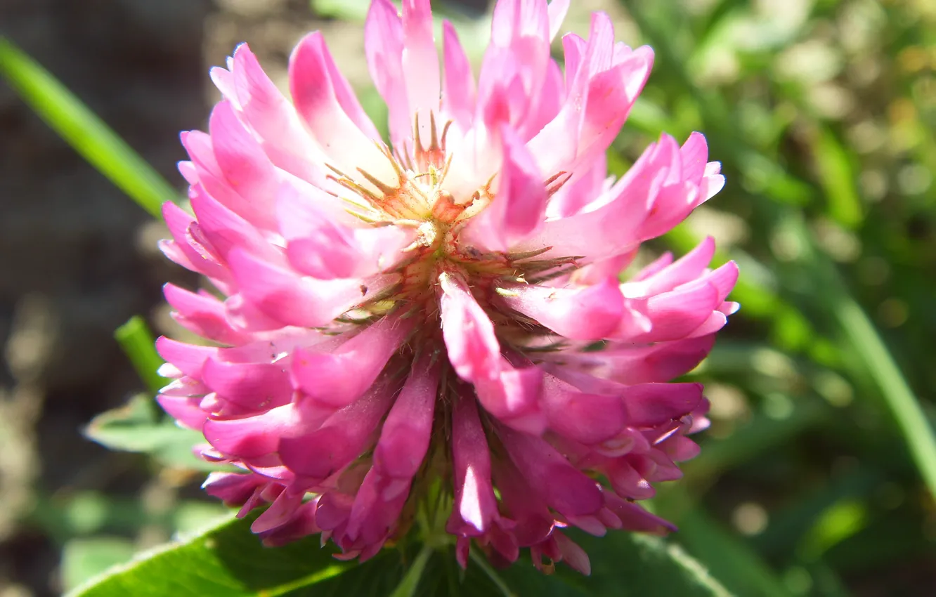 Photo wallpaper macro, flowers, clover, pink