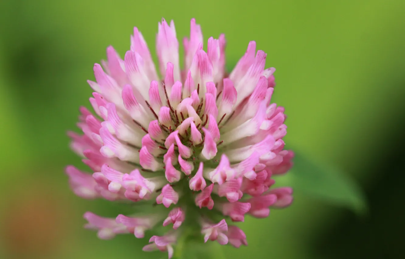 Photo wallpaper flower, macro, pink, clover