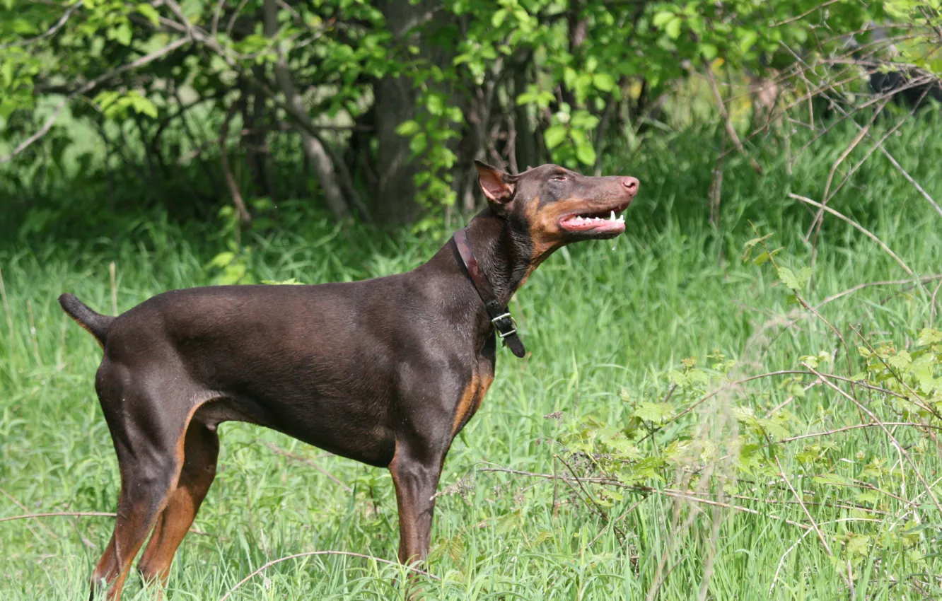 Photo wallpaper grass, nature, cable, brown, Doberman, tan