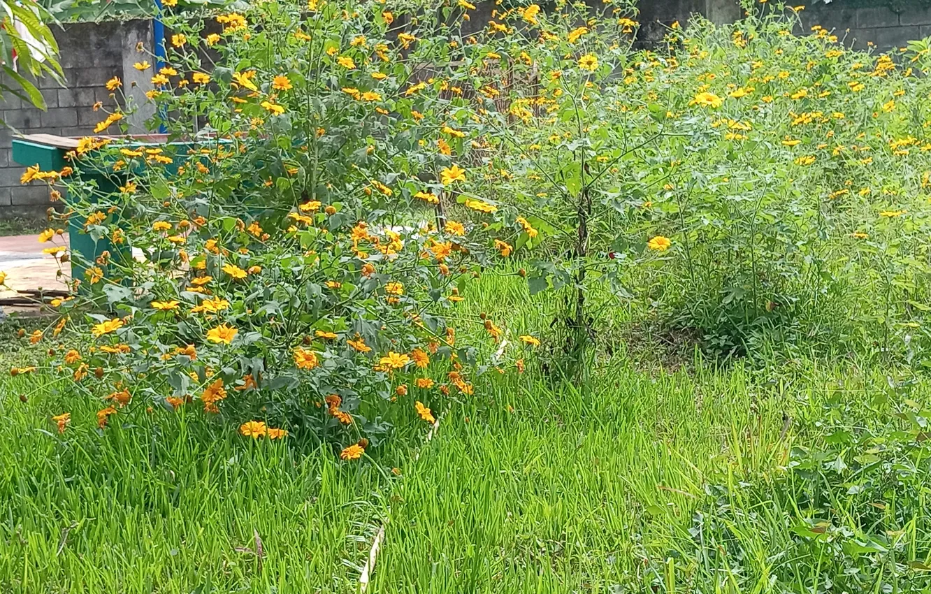 Photo wallpaper grass field, garden flowers, flower background
