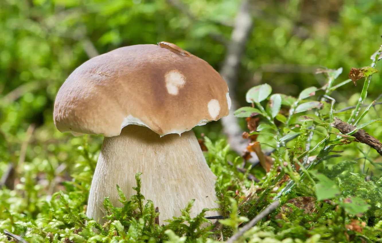 Photo wallpaper forest, nature, mushroom