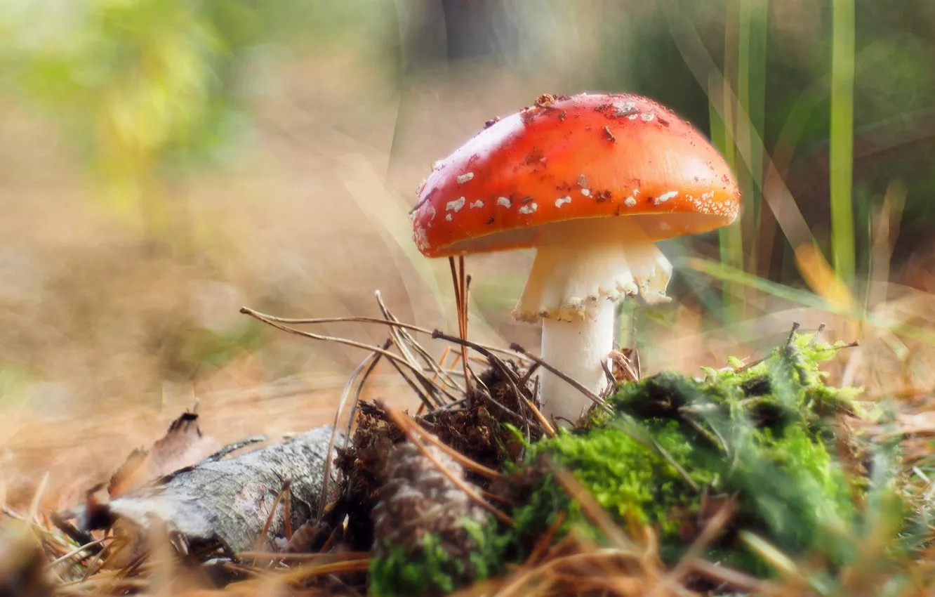 Photo wallpaper mushroom, moss, blur, mushroom, bump, bokeh