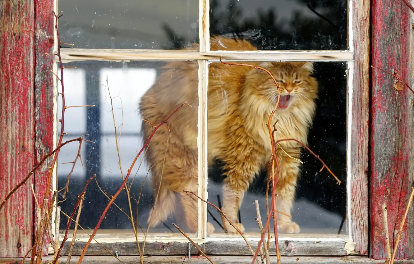 Photo wallpaper cat, home, window