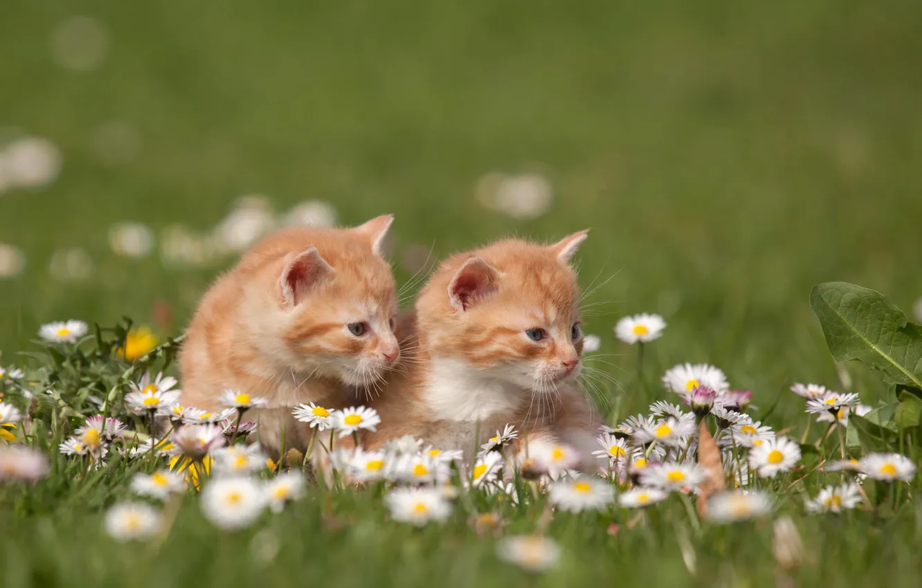 Photo wallpaper grass, cats, flowers, nature, chamomile, kittens, red