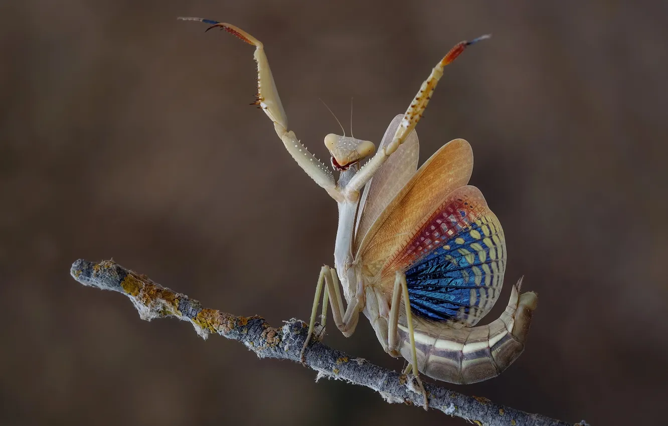 Photo wallpaper macro, branches, pose, legs, mantis, insect