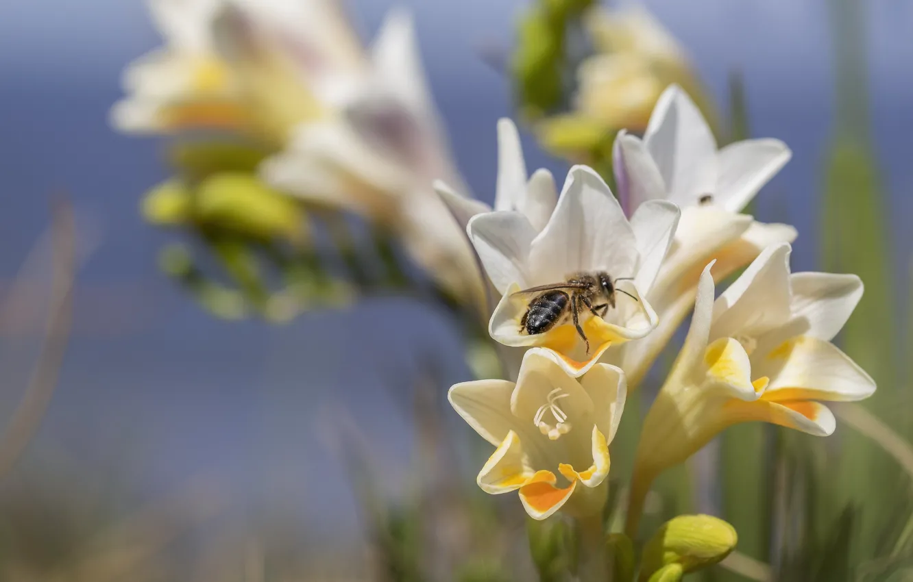 Photo wallpaper macro, bee, insect