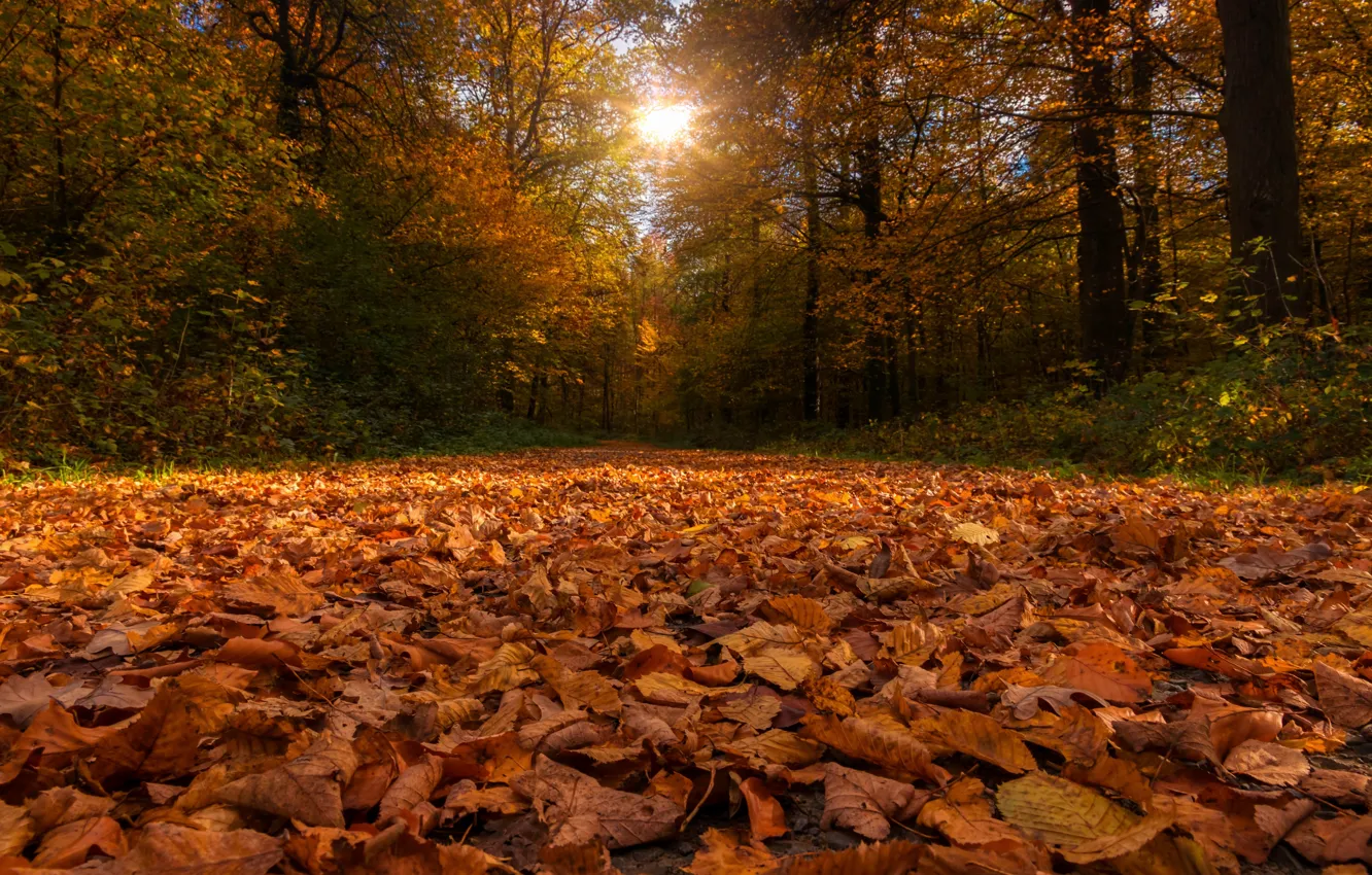 Photo wallpaper autumn, forest, leaves, trees, foliage