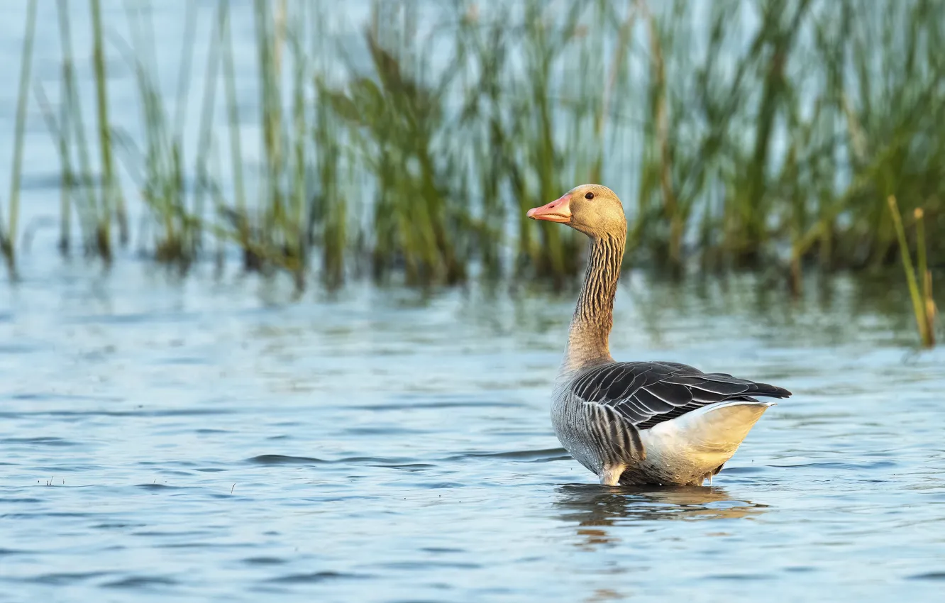 Photo wallpaper grass, water, grey, bird, shore, bathing, pond, geese