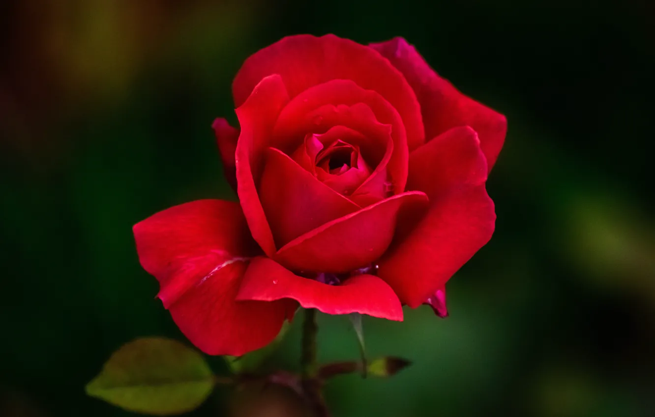 Photo wallpaper flower, the dark background, rose, leaf, Bud, red, scarlet, garden