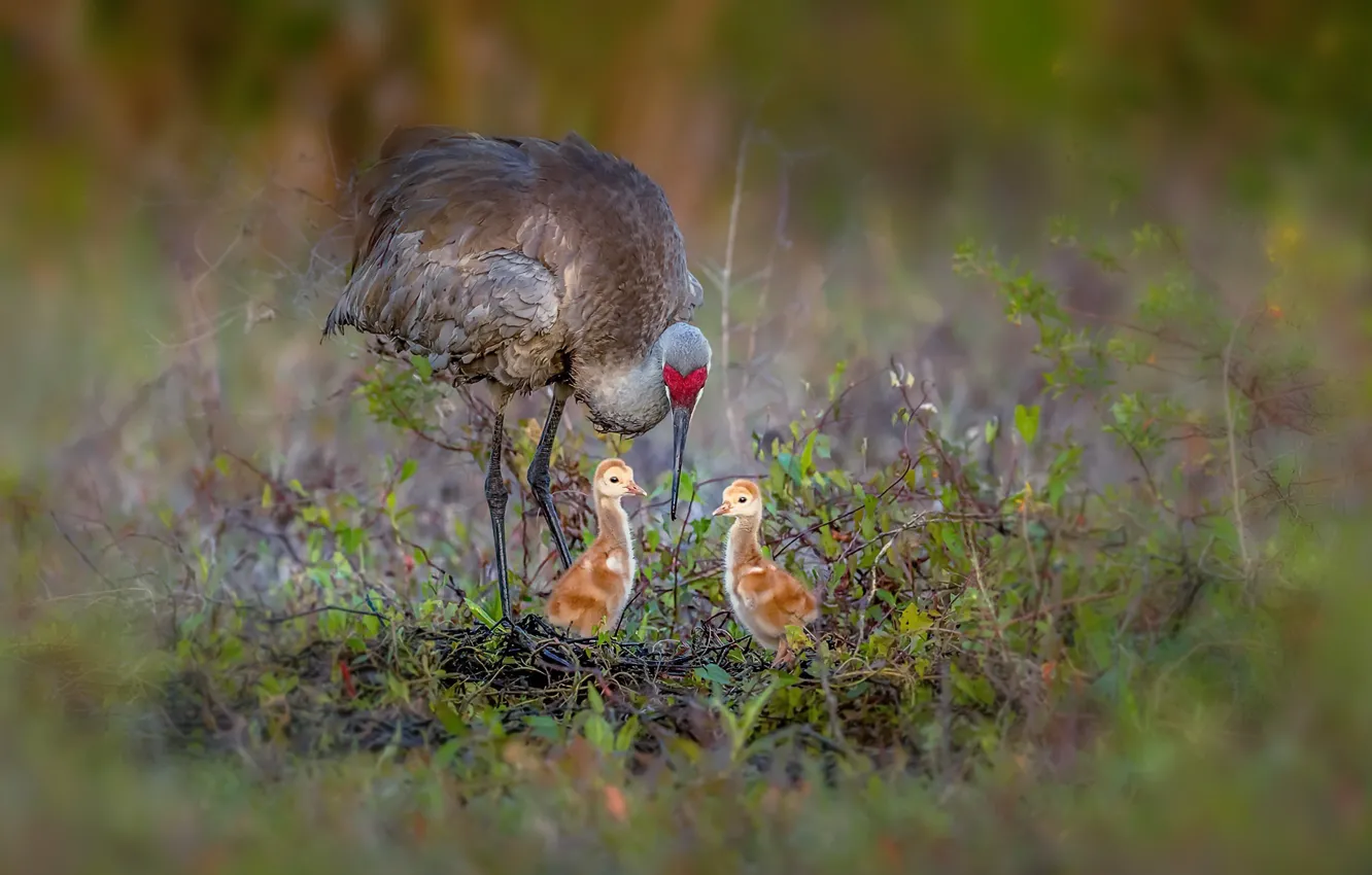 Photo wallpaper nature, bird, Sandhill Cranes