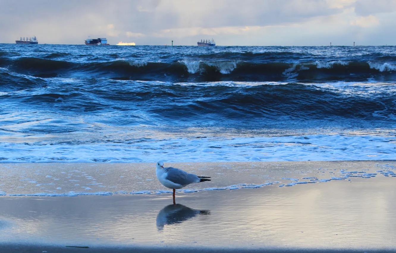 Photo wallpaper beach, sea, ocean, water, seagull