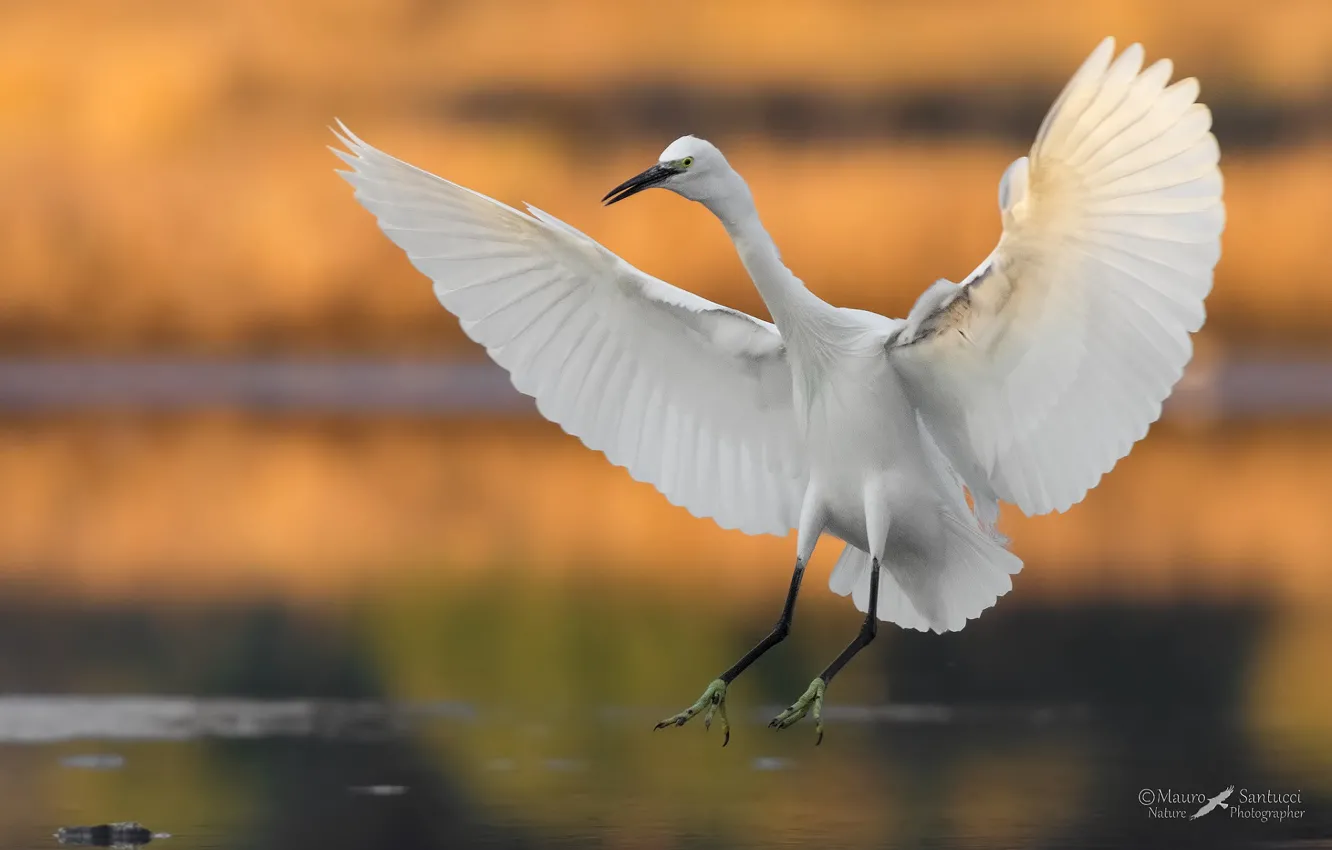 Photo wallpaper bird, wings, Heron