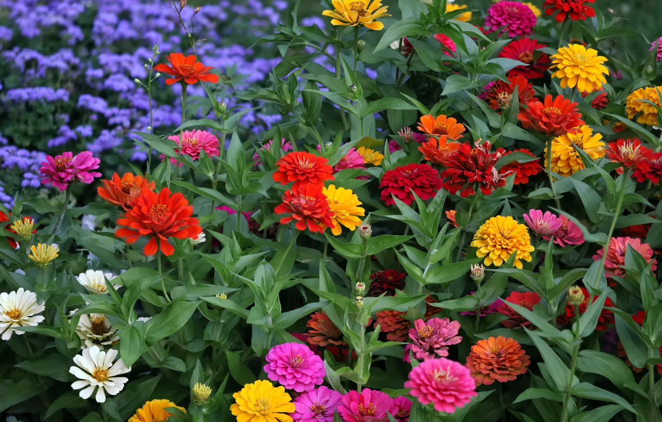 Photo wallpaper summer, flowers, garden, flowerbed, zinnia