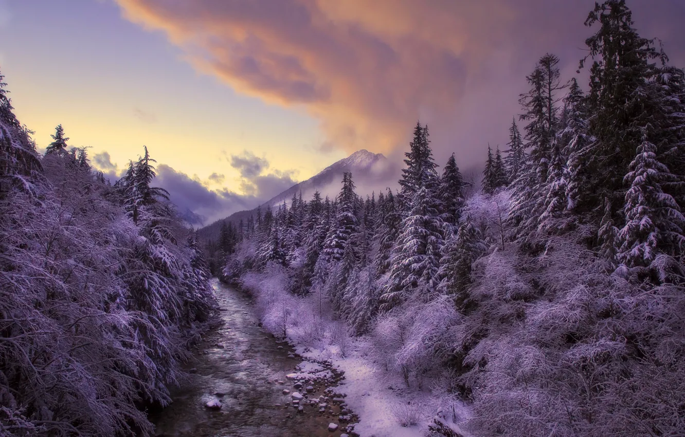 Photo wallpaper winter, forest, sunset, river