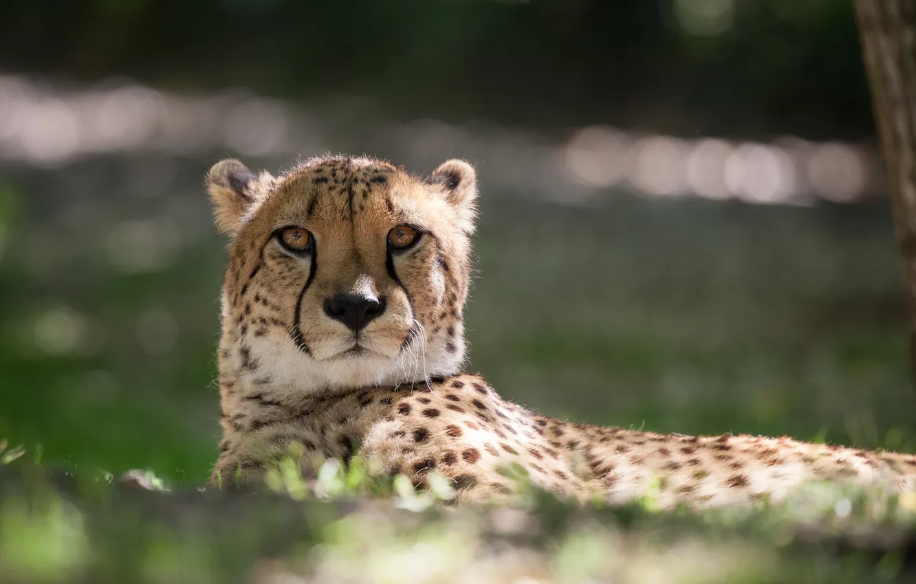 Photo wallpaper cat, look, face, Cheetah