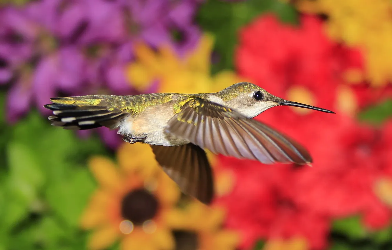 Photo wallpaper bird, wings, beak, Hummingbird