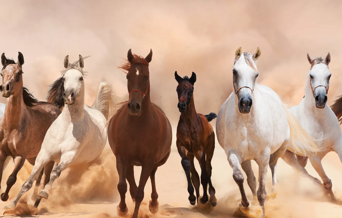 Photo wallpaper horse, horse, dust, running, panorama, the herd, allure