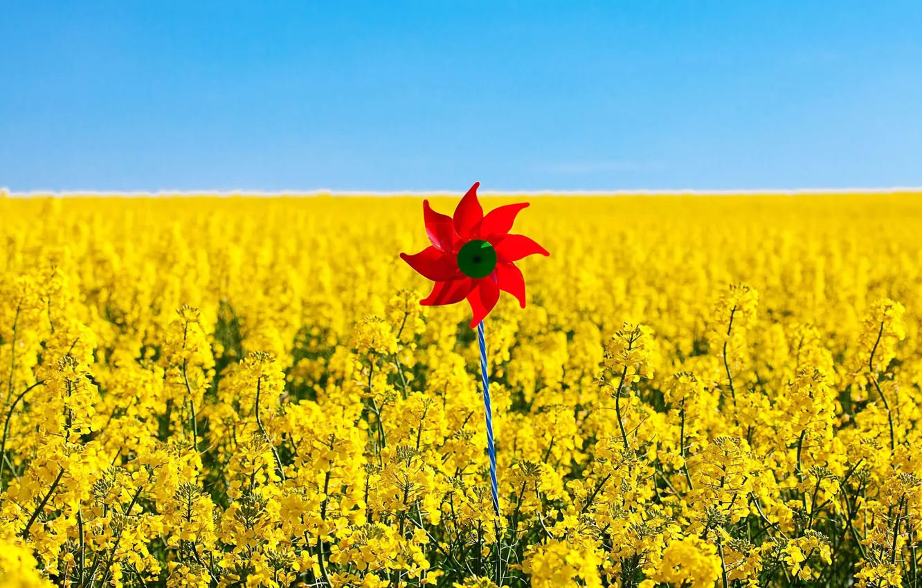 Photo wallpaper field, the sky, flowers, yellow, red, nature, background, mood