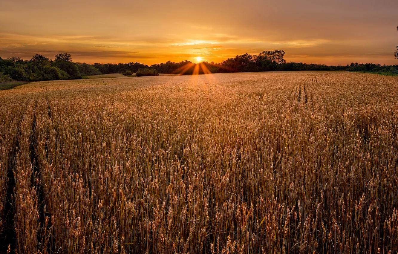 Photo wallpaper field, the sky, the sun, landscape, spikelets