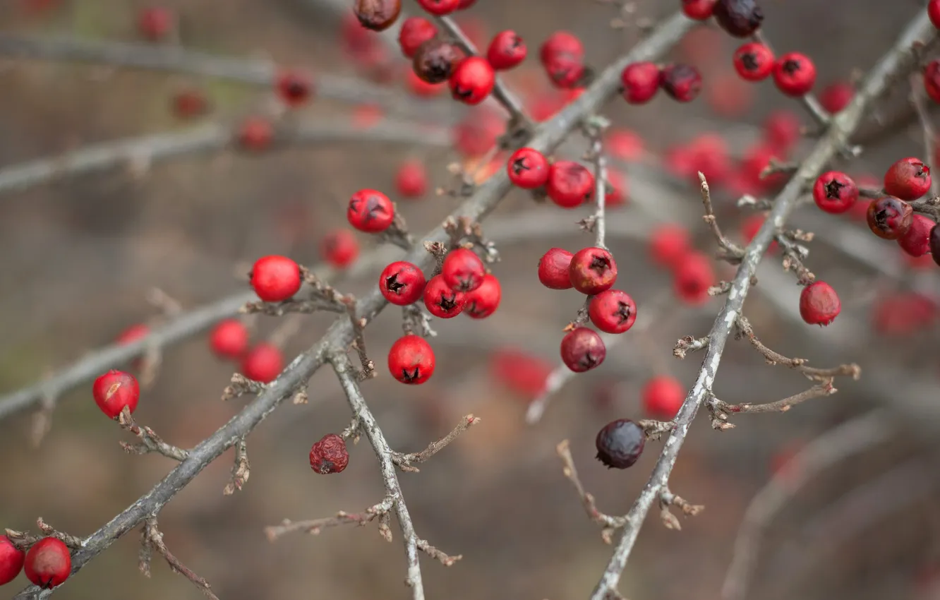 Photo wallpaper branches, berries, red