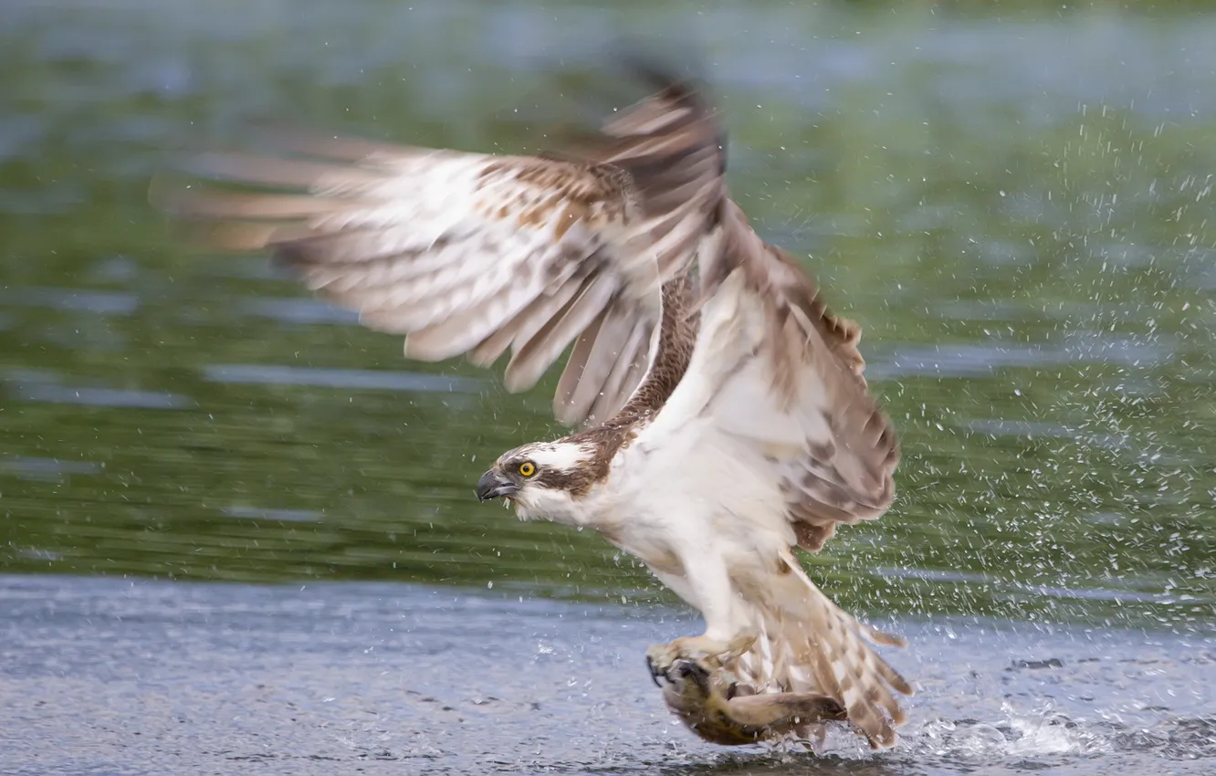 Photo wallpaper squirt, hawk, mining