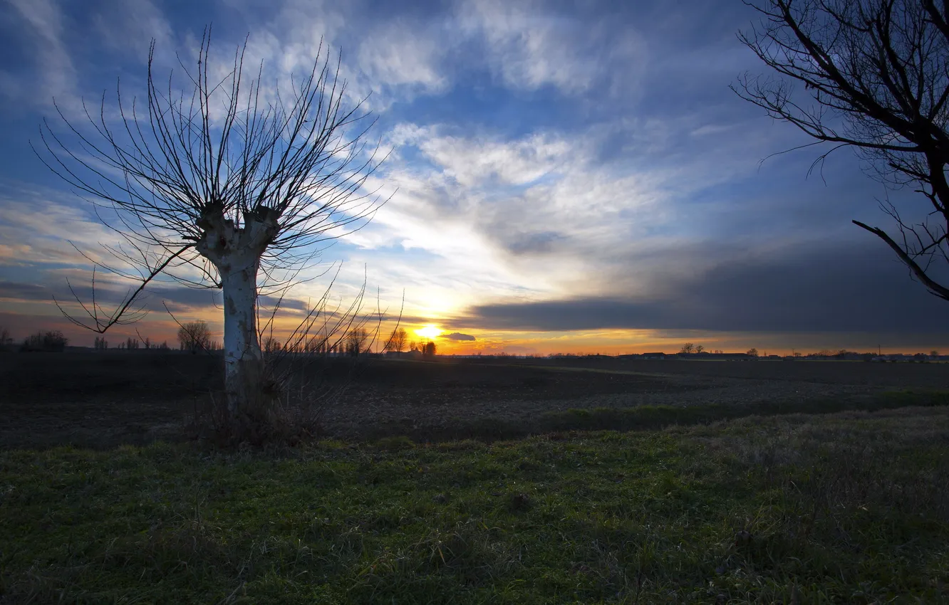 Photo wallpaper field, tree, Sunset