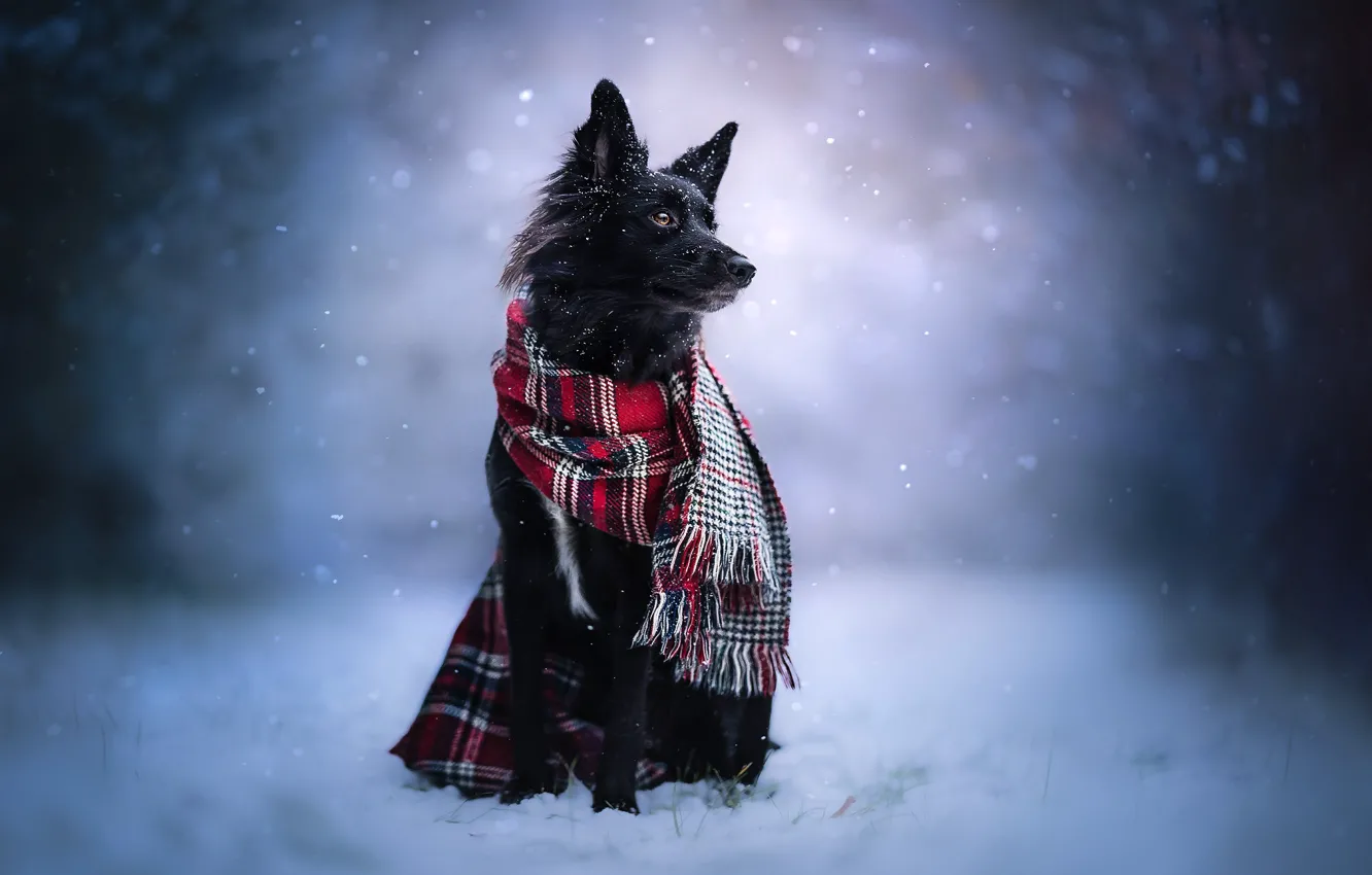 Photo wallpaper winter, snow, dog, scarf, the border collie