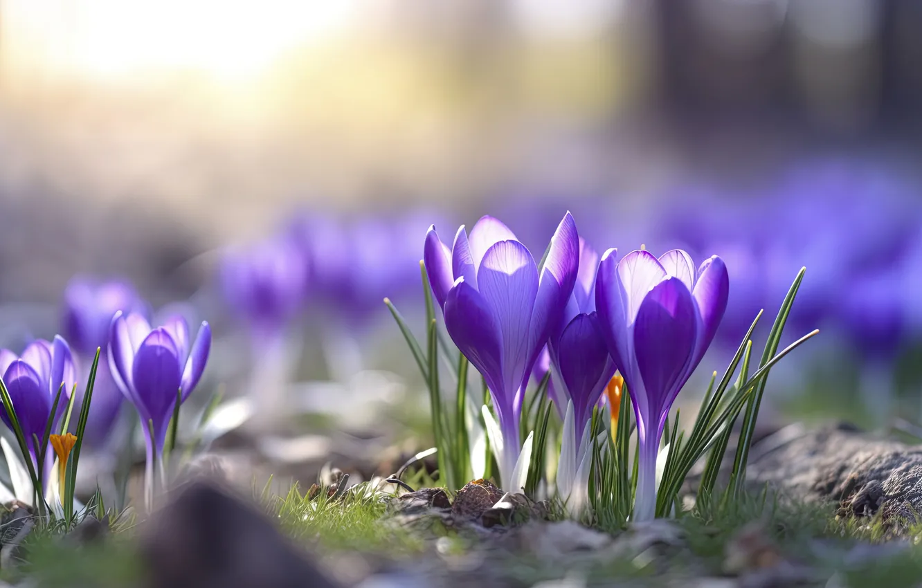 Photo wallpaper light, flowers, glade, spring, crocuses, lilac, bokeh, spring flowers