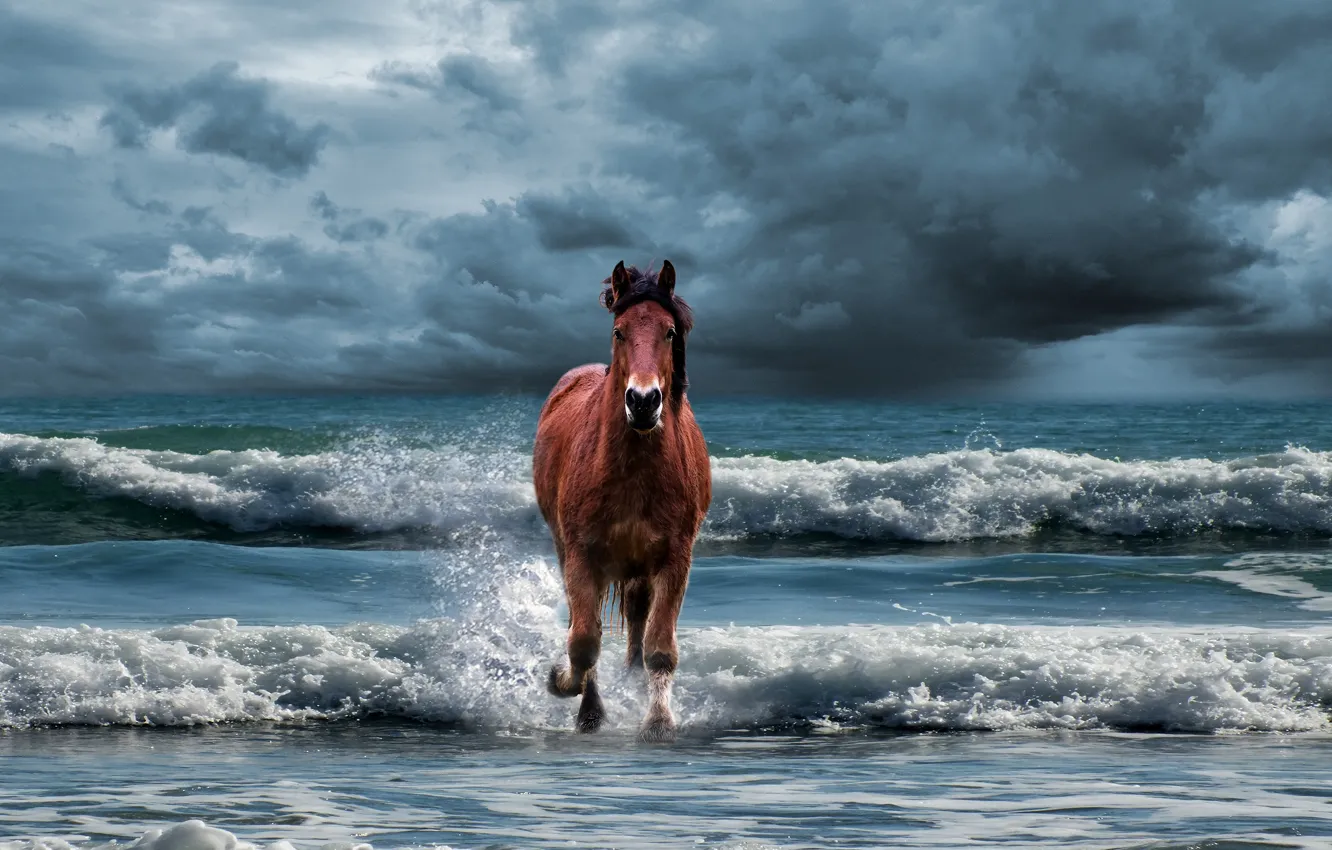 Photo wallpaper sea, wave, clouds, clouds, blue, overcast, horse, shore