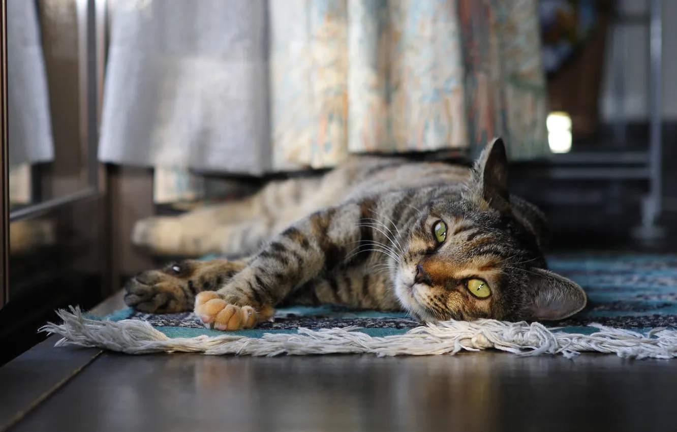 Photo wallpaper cat, cat, look, pose, comfort, grey, room, stay