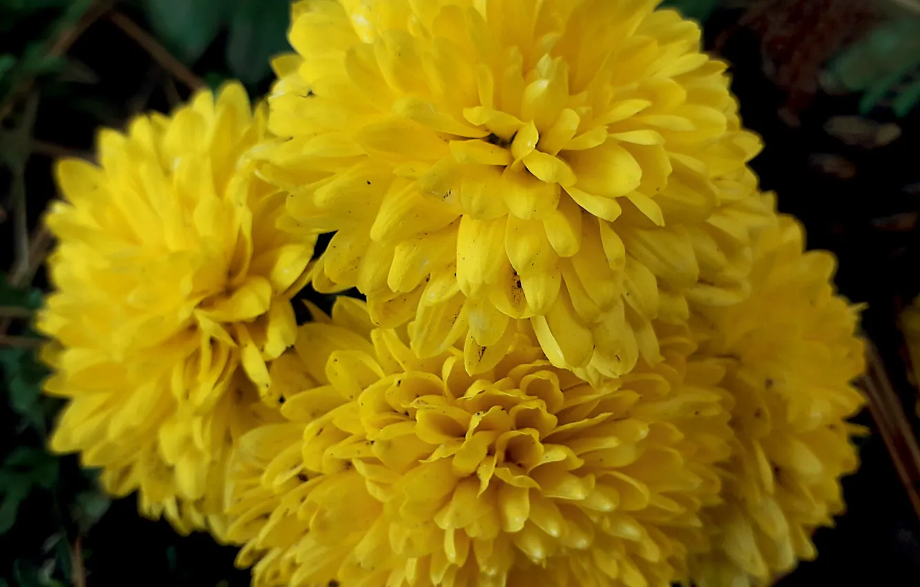 Photo wallpaper autumn, paint, October