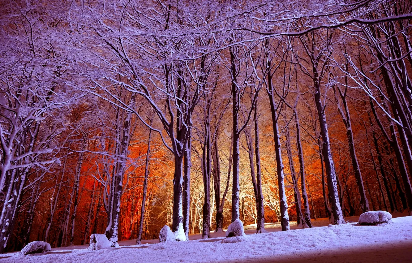 Photo wallpaper winter, forest, light, snow, trees, Park