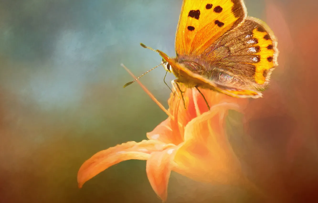 Photo wallpaper macro, orange, background, butterfly, Lily, treatment, art, photoart